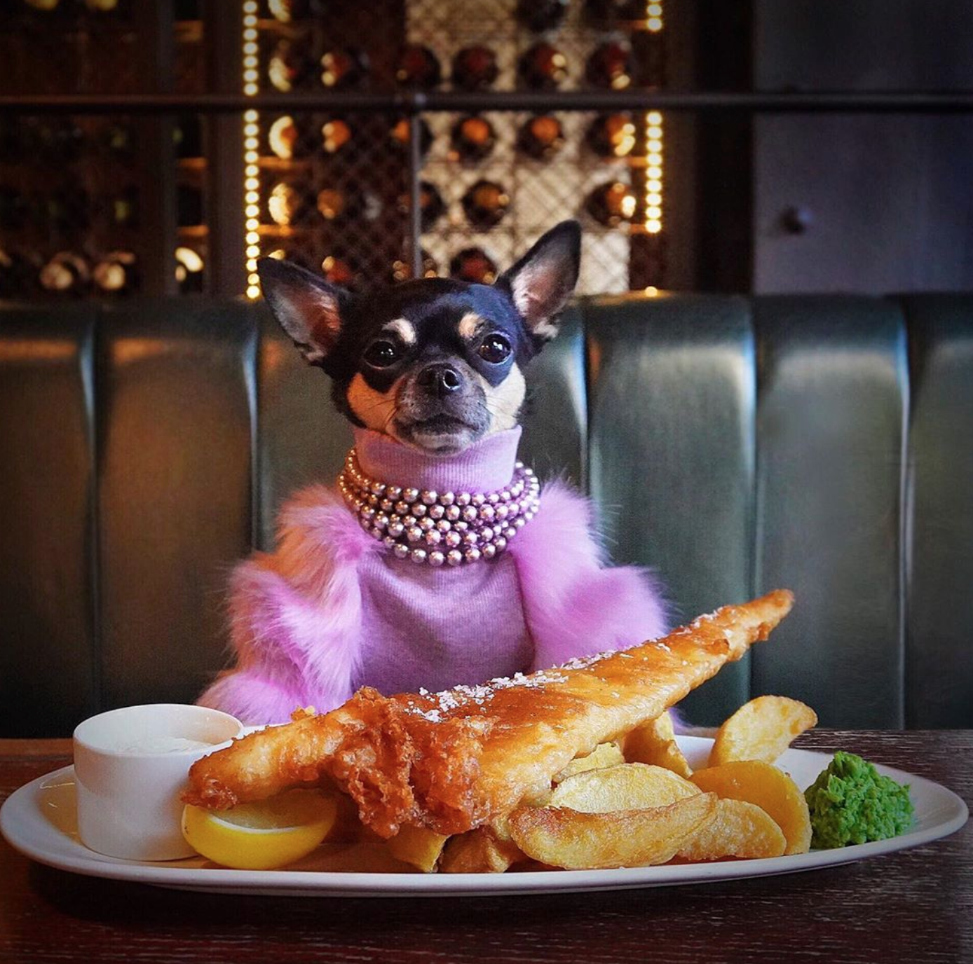 famous instagram dolly_pawton, the dog, sits at a restaurant table in London in front a big plate of fish and chips