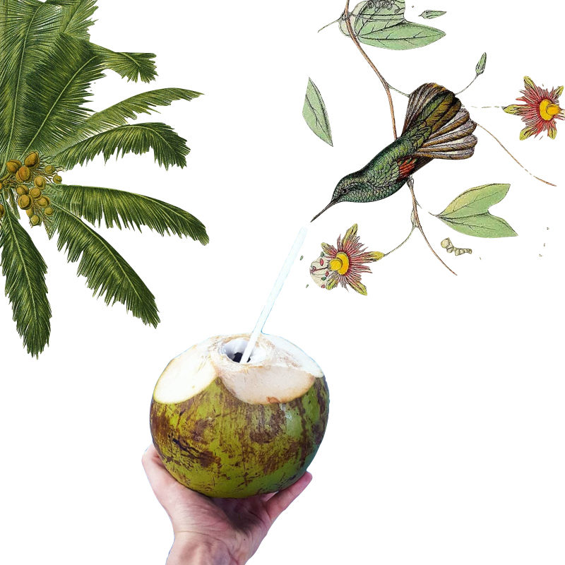Why we all should drink coconut water every day Tropical paradise in a bottle.